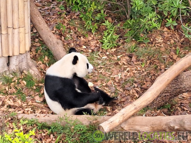 China | Het Chengdu Research Base of Giant Panda Breeding