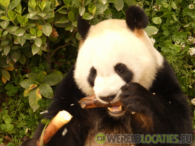 China | Het Chengdu Research Base of Giant Panda Breeding