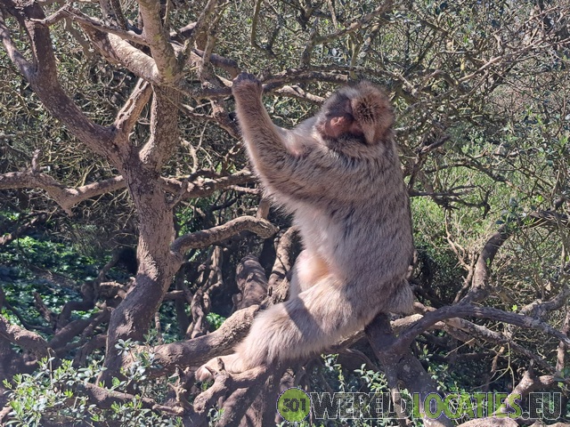 Gibraltar | De rots van Gibraltar