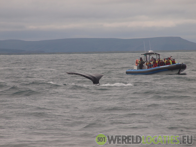 IJsland | Walvissen spotten bij Husavik