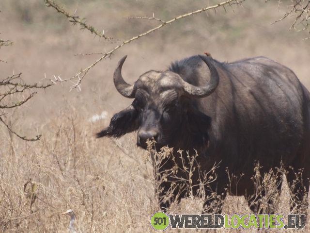 Kenya | Lake Nakuru National Park
