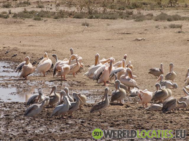 Kenya | Lake Nakuru National Park