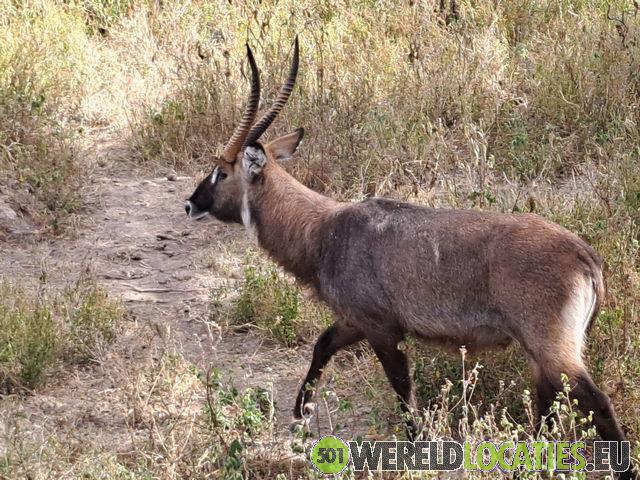 Kenya | Lake Nakuru National Park