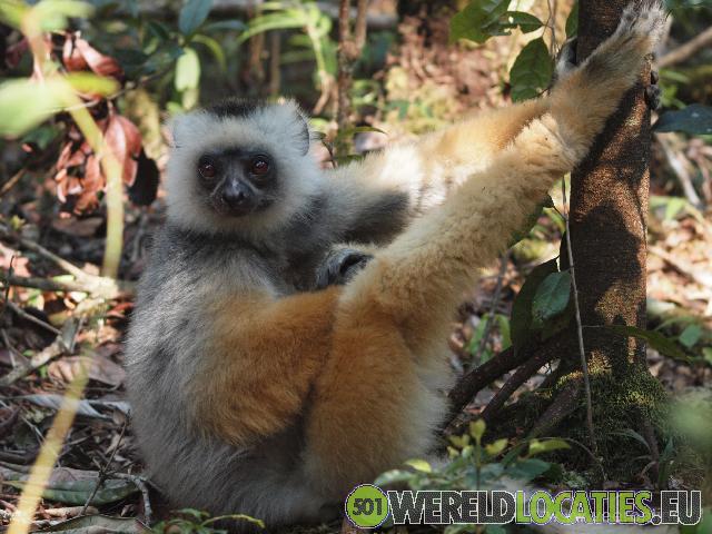 Madagascar | het natuurpark Andasibe