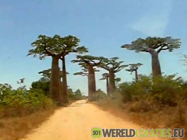 Madagascar | Avenue du Baobab