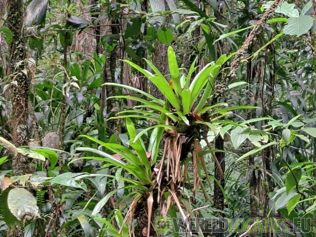 Martinique | The Absalon Trail on Mount Pelee