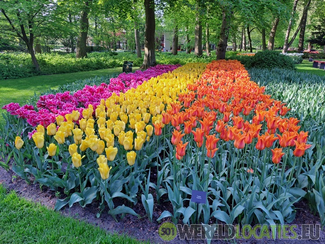 Netherlands | The Keukenhof