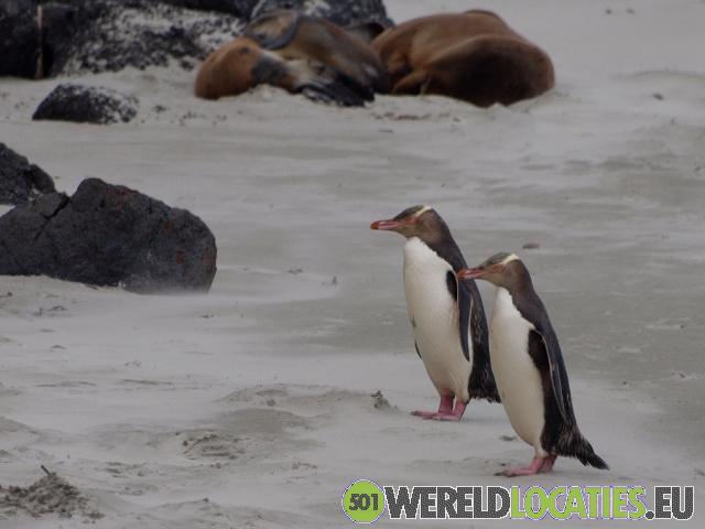 Nieuw Zeeland | Geeloog-pinguïns op het schiereiland
