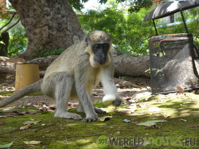 Senegal | Safari in NiokoloKoba National Park
