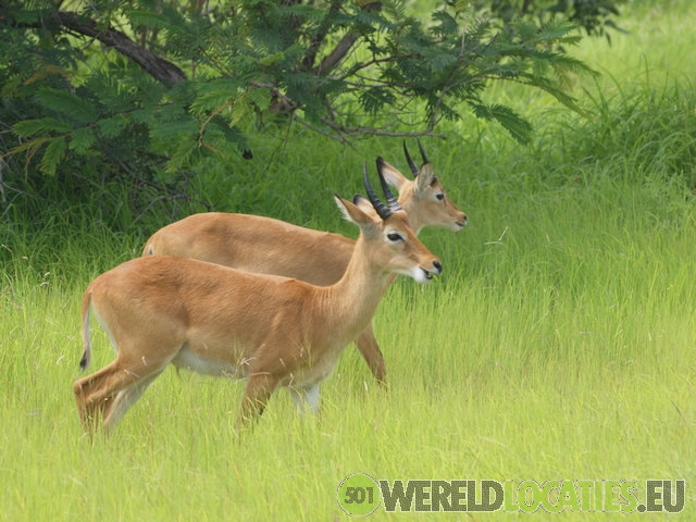 Senegal | Safari in NiokoloKoba National Park