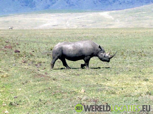 Tanzania | Wilde dieren in de Ngorongoro krater