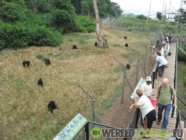 Uganda | Ngamba Island Chimpanzee Sanctuary