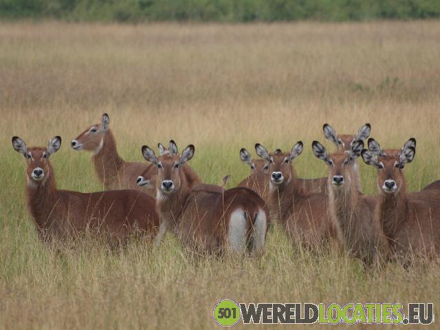 Uganda | Queen Elisabeth National Park