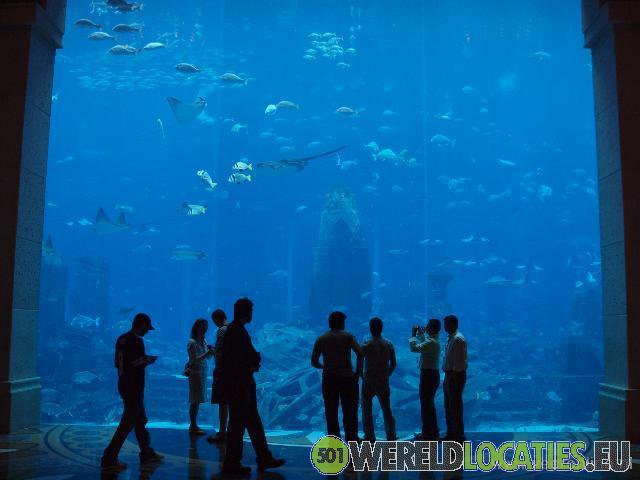 Verenigde Arabische Emiraten | Het reuze aquarium in de Mall in Dubai