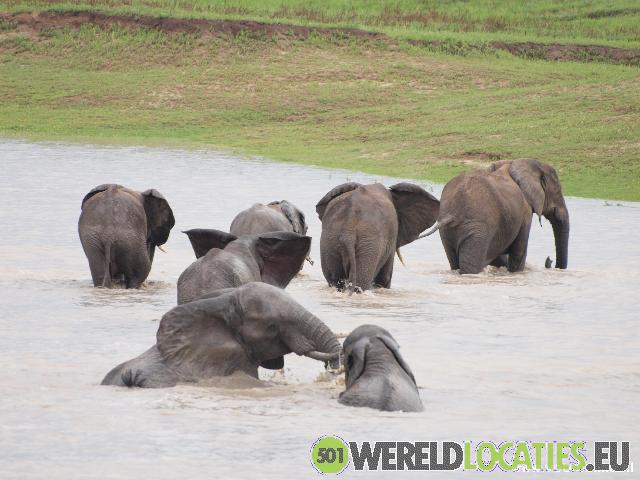 Zuid Afrika - Addo Elephant Park